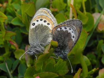 Coenonympha gardetta Prun. adulte - �Philippe Mothiron