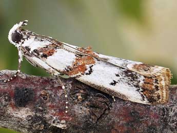 Asalebria geminella Ev. adulte - �Friedmar Graf