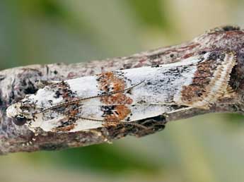 Asalebria geminella Ev. adulte - �Friedmar Graf