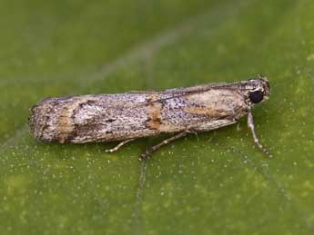 Pempelia genistella Dup. adulte - �Lionel Taurand