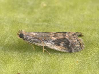 Acrobasis getuliella Zerny adulte - �Philippe Mothiron