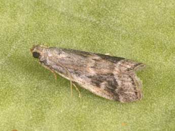 Acrobasis getuliella Zerny adulte - �Philippe Mothiron