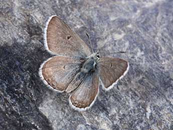 Agriades glandon Prun. adulte - �Philippe Mothiron