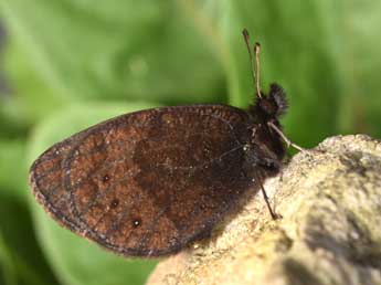 Erebia gorgone Bsdv. adulte - �Philippe Mothiron
