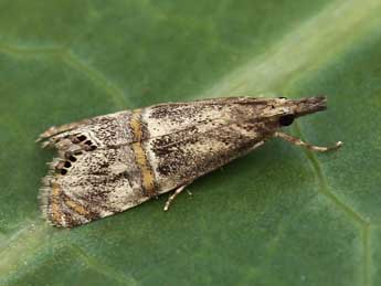 Euchromius gozmanyi Bles. adulte - �Lionel Taurand