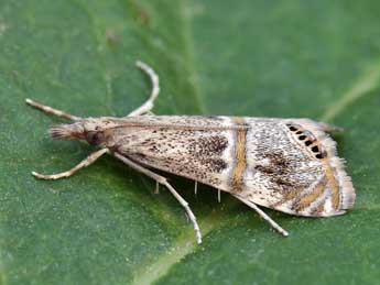 Euchromius gozmanyi Bles. adulte - �Lionel Taurand