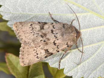 Epipsilia grisescens F. adulte - �Philippe Mothiron