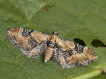 Eupithecia gueneata Mab. adulte - �Lionel Taurand