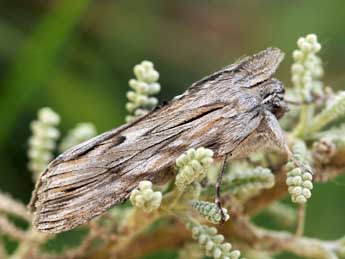 Cucullia hartigi Ronkay & Ronkay adulte - �Daniel Morel