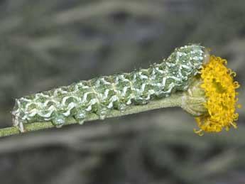  Chenille de Cucullia hartigi Ronkay & Ronkay - �Philippe Mothiron