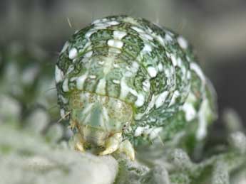  Chenille de Cucullia hartigi Ronkay & Ronkay - �Philippe Mothiron