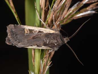 Euxoa hastifera Donz. adulte - �Philippe Mothiron