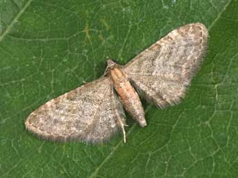 Eupithecia haworthiata Dbld. adulte - �Philippe Mothiron