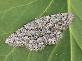 Charissa ambiguata herbuloti Lrt adulte - �Lionel Taurand