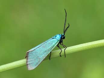 Jordanita hispanica Alberti adulte - �Lionel Taurand