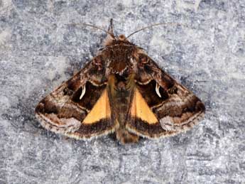 Syngrapha hochenwarthi Hochenwart adulte - �Philippe Mothiron