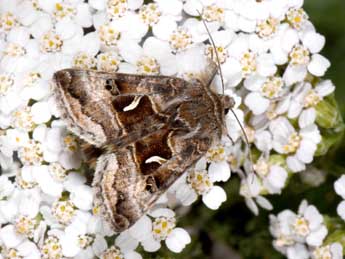 Syngrapha hochenwarthi Hochenwart adulte - �Philippe Mothiron