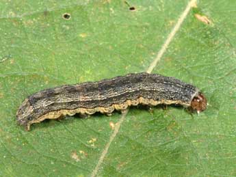  Chenille de Proxenus hospes Frr - �Philippe Mothiron