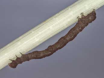  Chenille de Hypenodes humidalis Dbld. - �Kimmo Silvonen