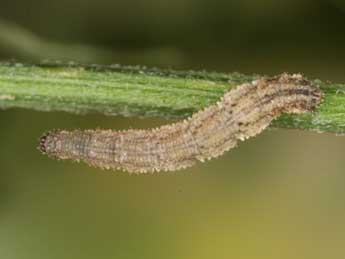  Chenille de Idaea humiliata Hfn. - �Heiner Ziegler