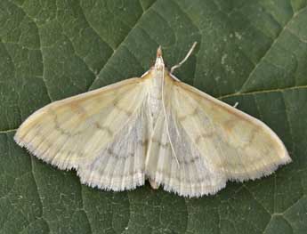 Paratalanta hyalinalis Hb. adulte - �Lionel Taurand