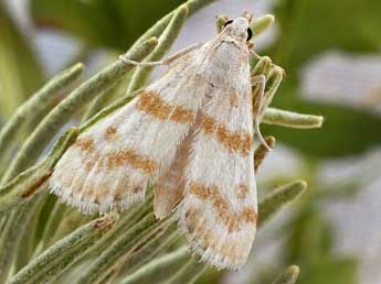 Metasia hymenalis Gn. adulte - �Friedmar Graf