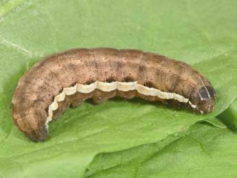  Chenille de Chloantha hyperici D. & S. - �Philippe Mothiron