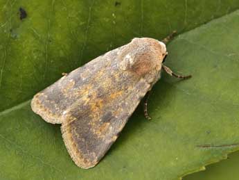 Caradrina ibeasi Fernandez adulte - �Lionel Taurand