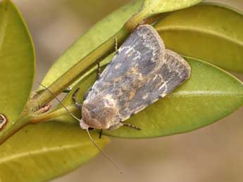 Caradrina ibeasi Fernandez adulte - �Lionel Taurand