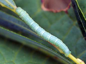  Chenille de Macaria ichnusae Govi & Fiumi - �Daniel Morel