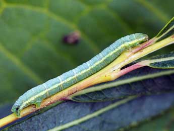  Chenille de Macaria ichnusae Govi & Fiumi - �Daniel Morel