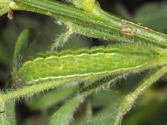  Chenille de Plebejus idas L. - �Wolfgang Wagner, www.pyrgus.de