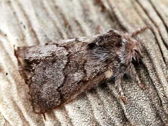 Trichiura ilicis Rmb. adulte - �Daniel Morel