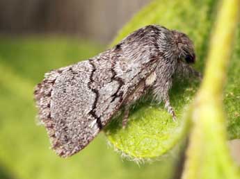 Trichiura ilicis Rmb. adulte - �Daniel Morel