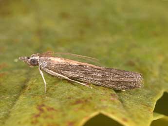 Epischnia illotella Z. adulte - �Philippe Mothiron