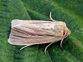 Mythimna impura Hb. adulte - �Daniel Morel