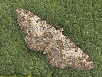 Eupithecia impurata Hb. adulte - �Lionel Taurand