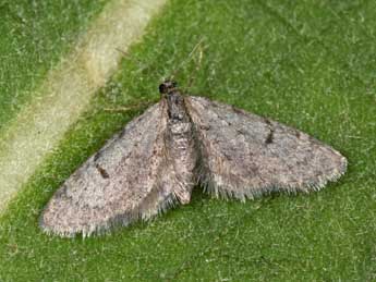 Eupithecia indigata Hb. adulte - �Philippe Mothiron