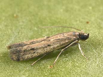 Phycitodes inquinatella Rag. adulte - �Philippe Mothiron