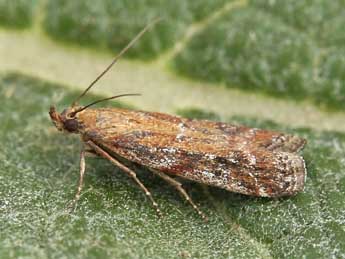 Delplanqueia inscriptella Dup. adulte - �Lionel Taurand