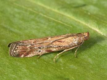 Delplanqueia inscriptella Dup. adulte - �Philippe Mothiron