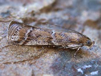 Delplanqueia inscriptella Dup. adulte - �Lionel Taurand