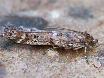 Delplanqueia inscriptella Dup. adulte - �Lionel Taurand