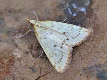 Udea institalis Hb. adulte - �Lionel Taurand