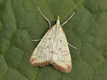 Udea institalis Hb. adulte - �Lionel Taurand