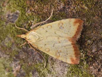 Udea institalis Hb. adulte - �Philippe Mothiron