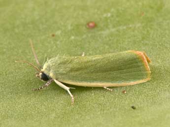 Earias insulana Bsdv. adulte - �Philippe Mothiron