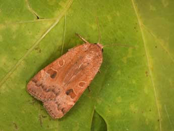 Noctua interposita Hb. adulte - �Philippe Mothiron