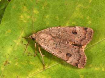 Noctua interposita Hb. adulte - �Philippe Mothiron
