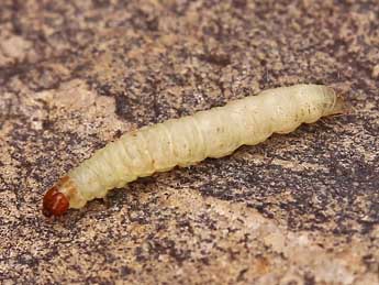  Chenille de Plodia interpunctella Hb. - �Lionel Taurand